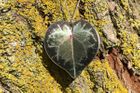 Cyclamen leaf necklace by Photofinish Jewellery